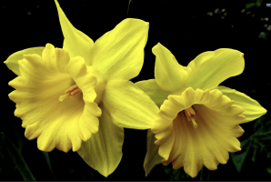 Daffodils